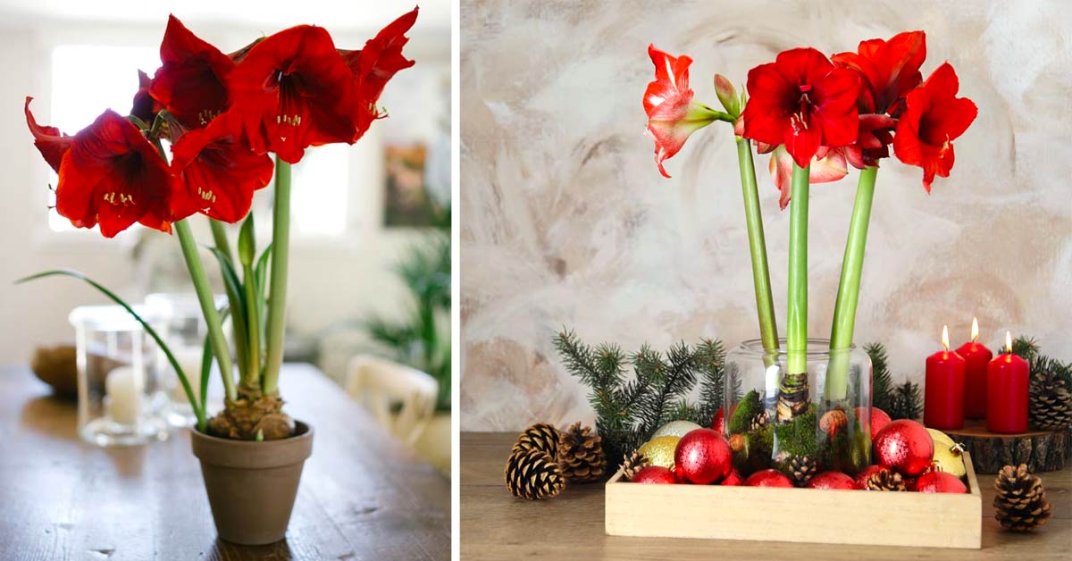 Amaryllis fiore invernale, ideale per decorazioni natalizie.