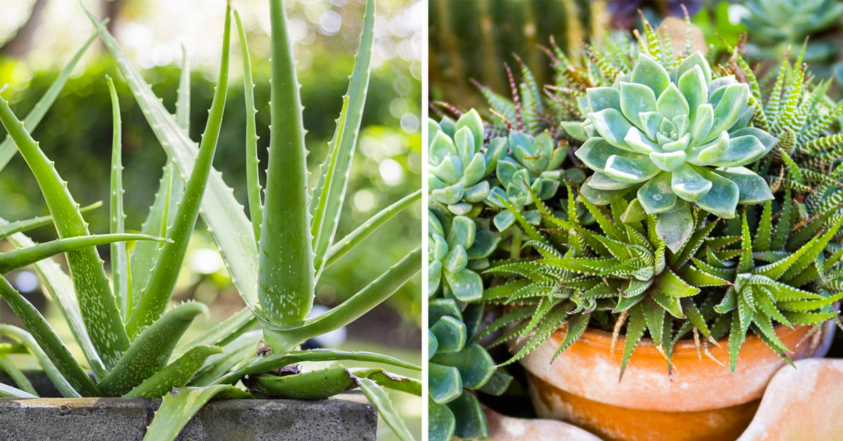 Decorare la terrazza con le piante succulente.