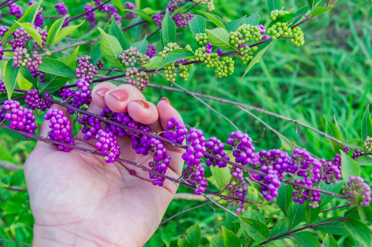 callicarpa pianta