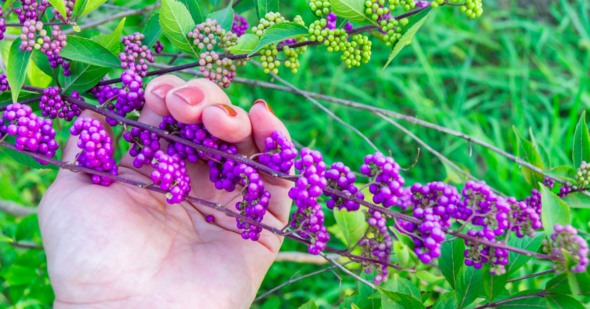 Arbusto autunnale Callicarpa