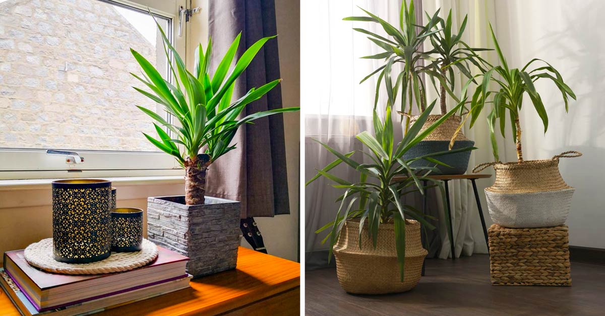 come coltivare la pianta Yucca aloifolia in appartamento.
