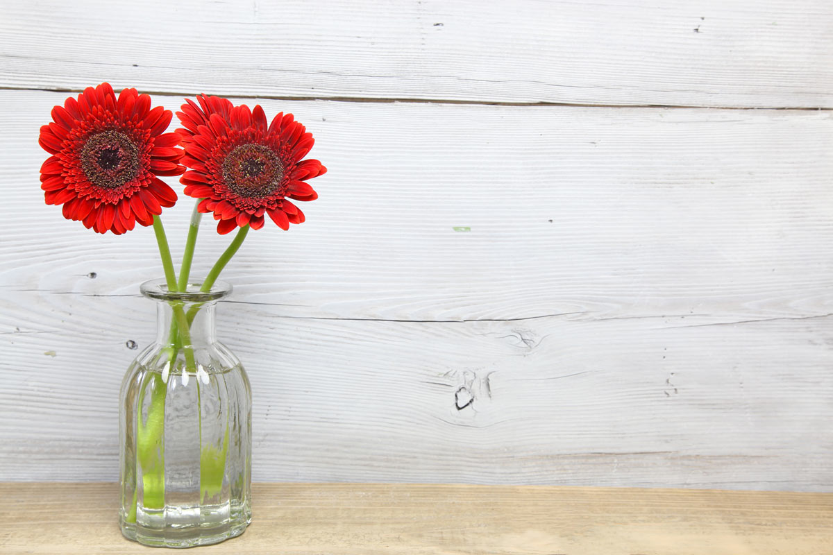 gerbera in vaso