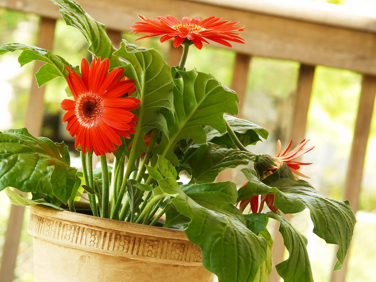 Gerbera coltivazione.