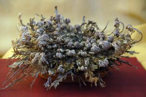 Rosa Di Gerico Chajarat Mariam X8 – Pianta Vera Per Fertilità E Benessere, Fiore Del Deserto