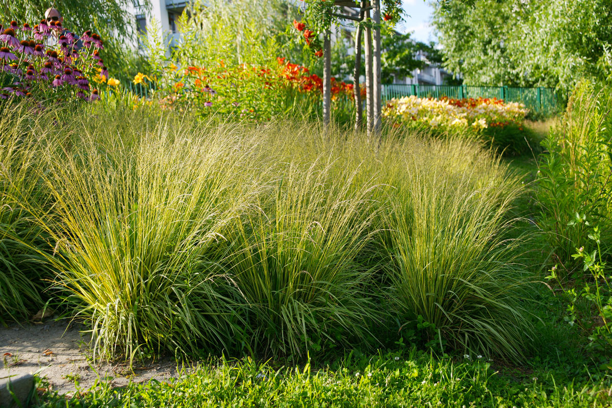 Graminacee per decorare il giardino.