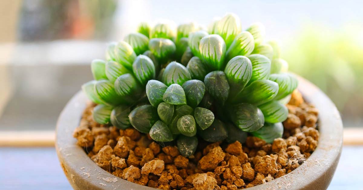 Haworthia Cooperi - Pianta grassa particolare