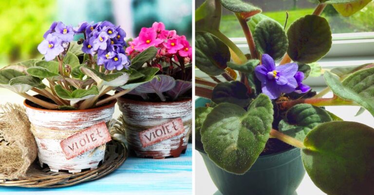 Semi Di Violetta Africana - 150 Pezzi, Per Prati Fioriti, Balconi E Giardini, Facili Da Coltivare