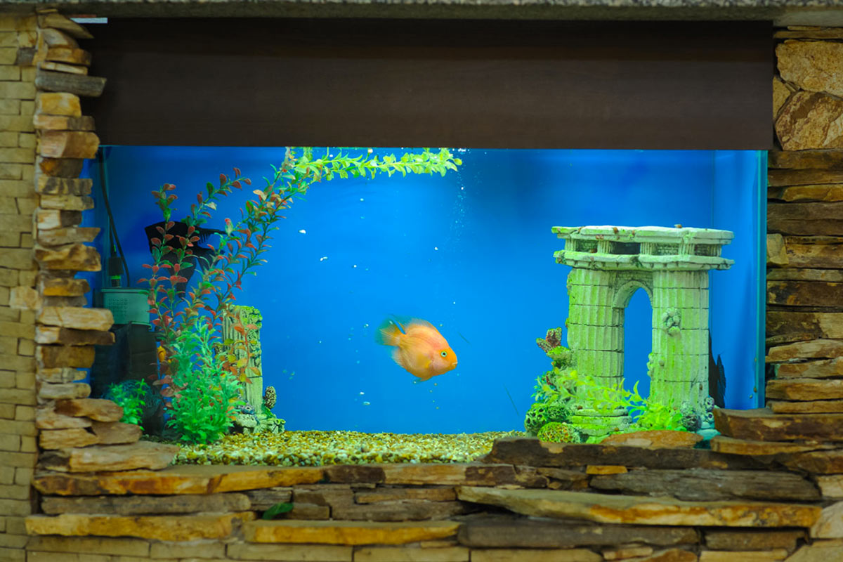 Arredare con un acquario, idee per la casa.