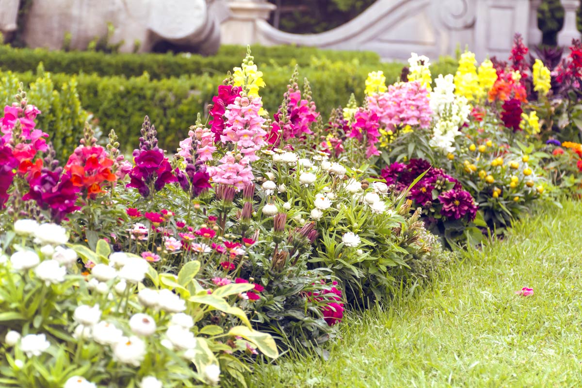 Bocca di Leone per un giardino fiorito colorato.