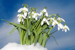 Tutto sui bucaneve, i fiori invernali che amano l'ombra Bucaneve pianta invernale.