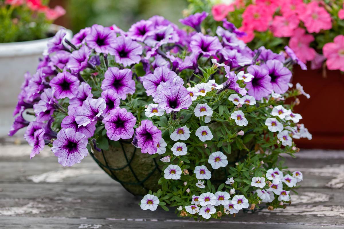 calibrachoa