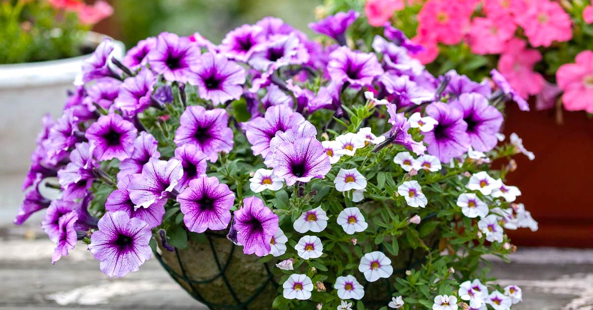 Calibrachoa - pianta anche in inverno