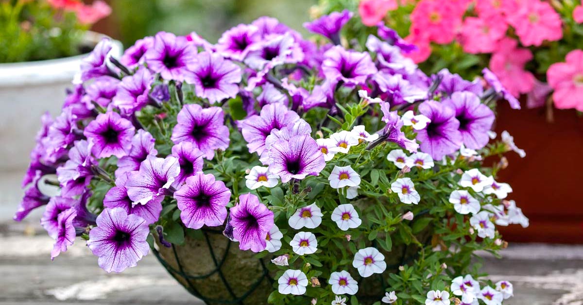 Calibrachoa - pianta anche in inverno