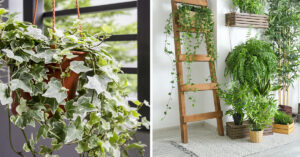 Come coltivare l'edera in casa: 5 utili consigli Come coltivare l'edera in vaso dentro casa.
