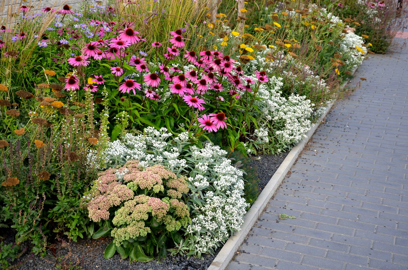 Echinacea, coltivazione della pianta.