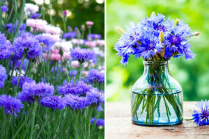Piantare il fiordaliso a febbraio per dei magnifici fiori in primavera Fiordaliso - Pianta, fiori