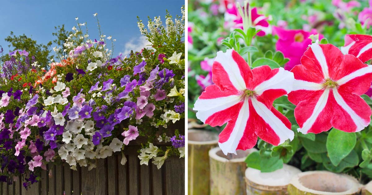 Petunia per colorare il giardino.