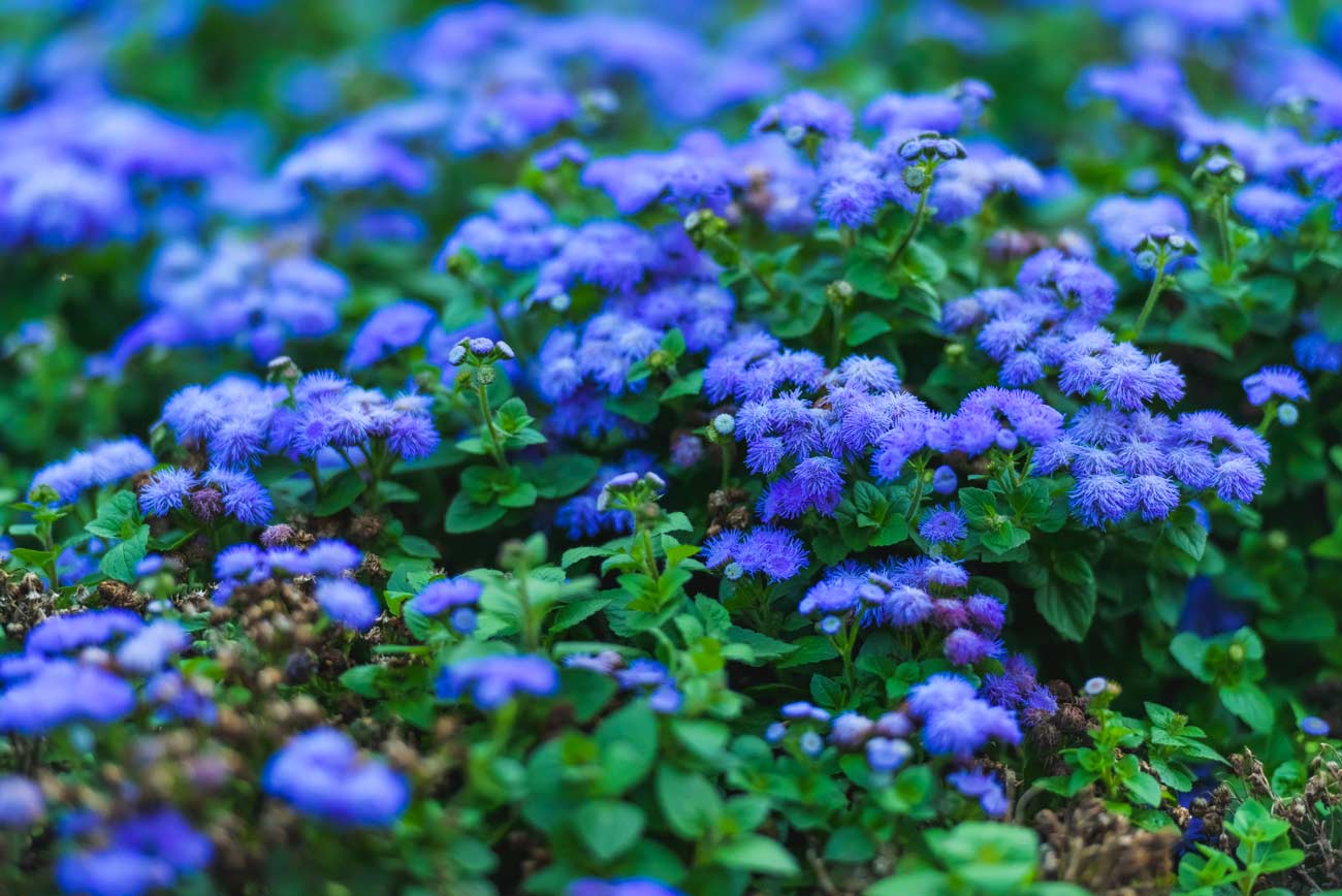 Agerato fiori blu.
