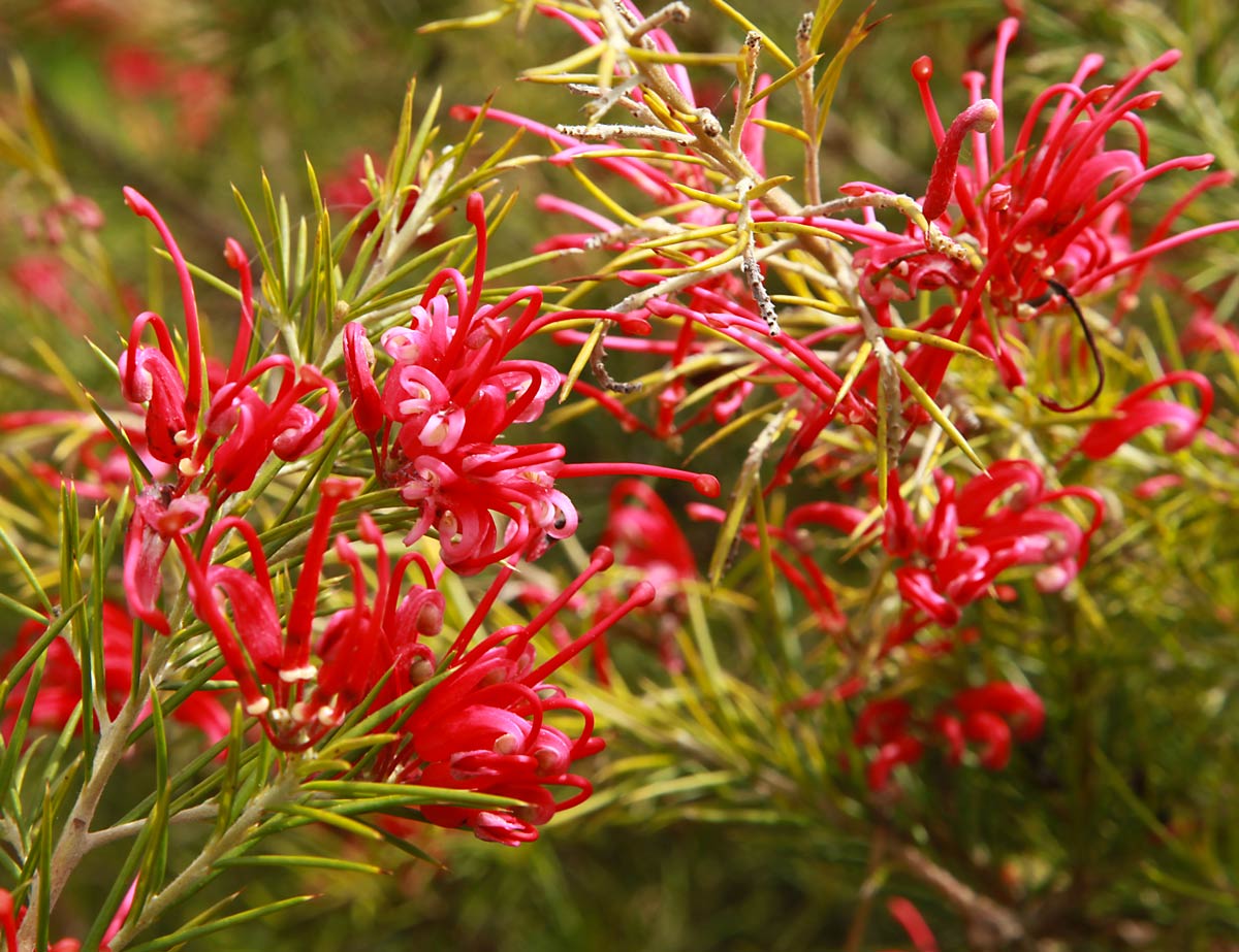 Come coltivare la pianta di grevillea.