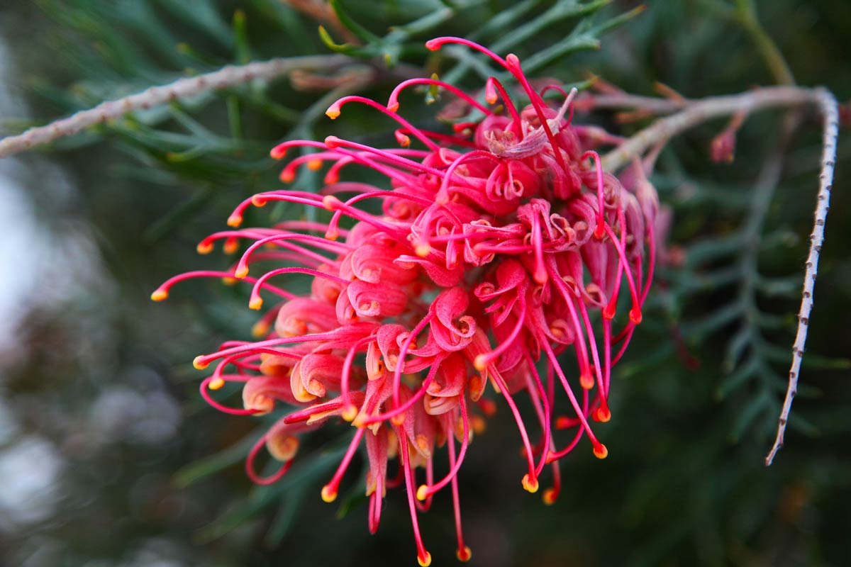 grevillea, pianta da esterno che fiorisce a febbraio