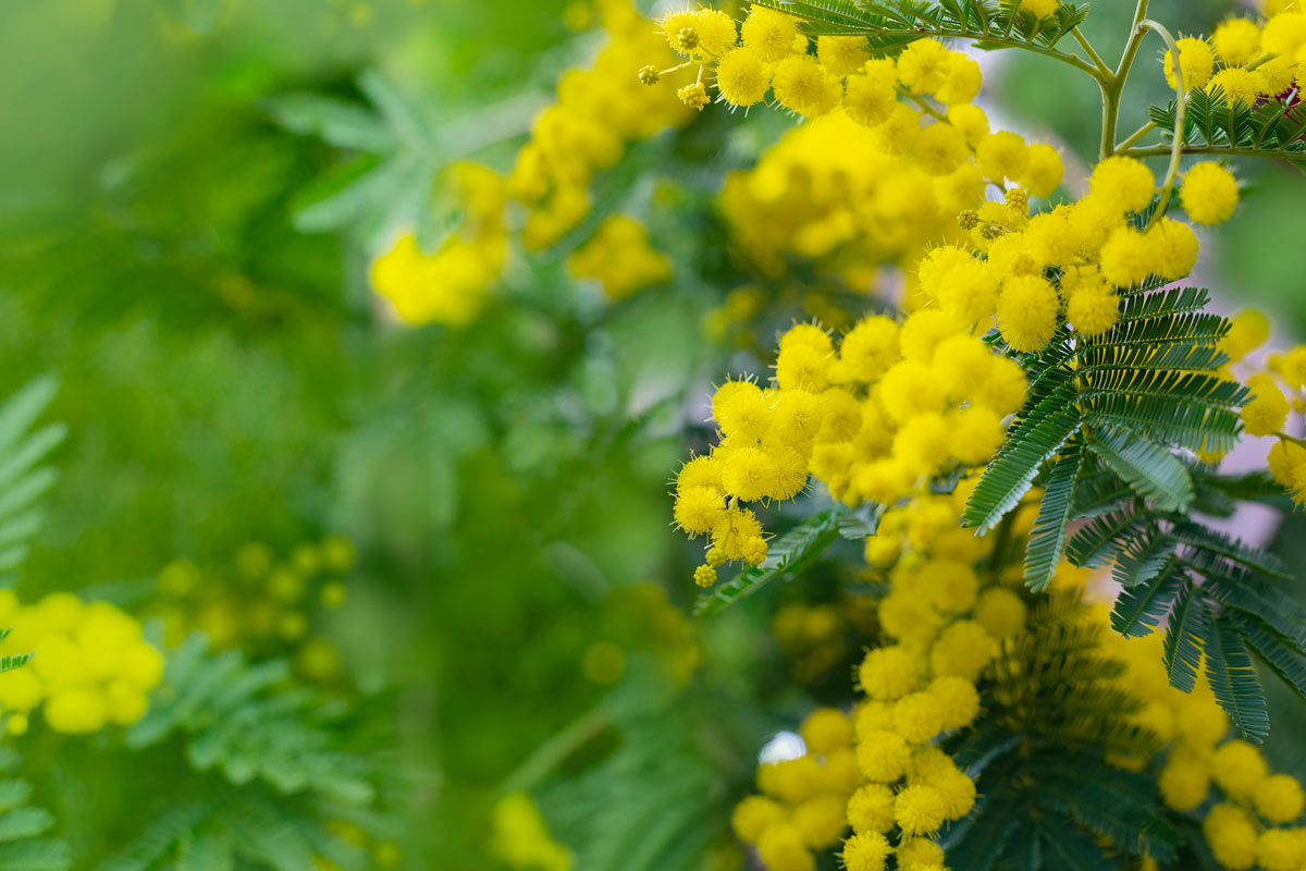 mimosa coltivazione giardino