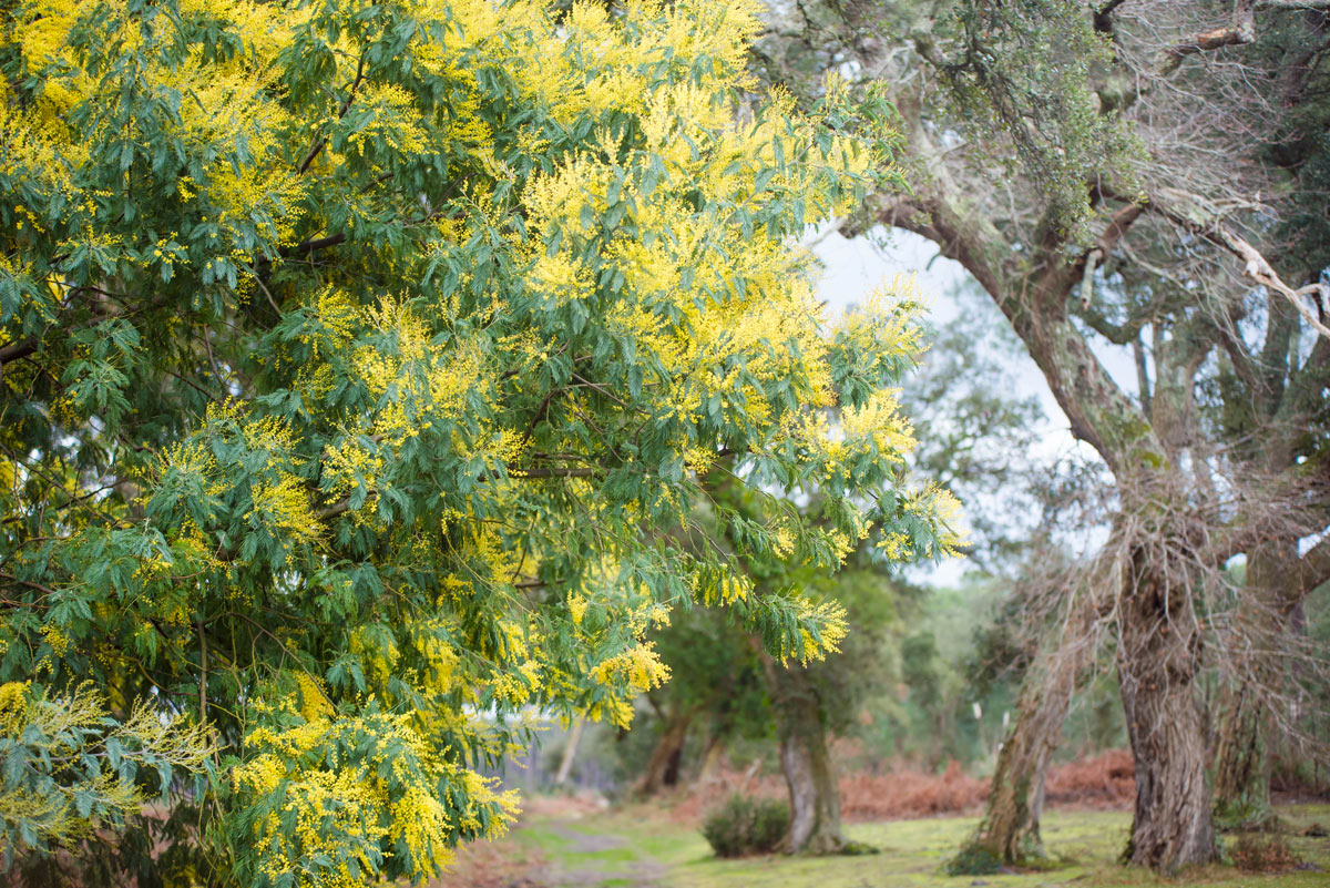 grande pianta di mimosa in giardino