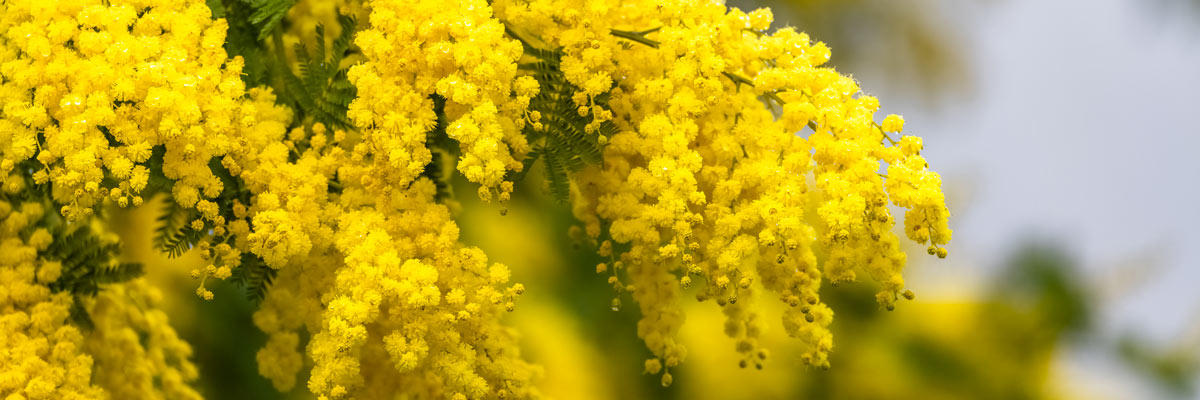 fiori della mimosa