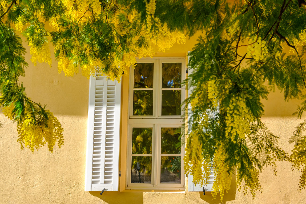 pianta di mimosa davanti ad una finestra
