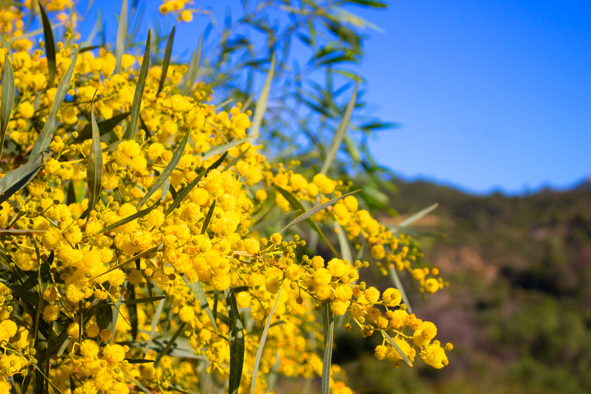 Pianta di Mimosa in giardino.