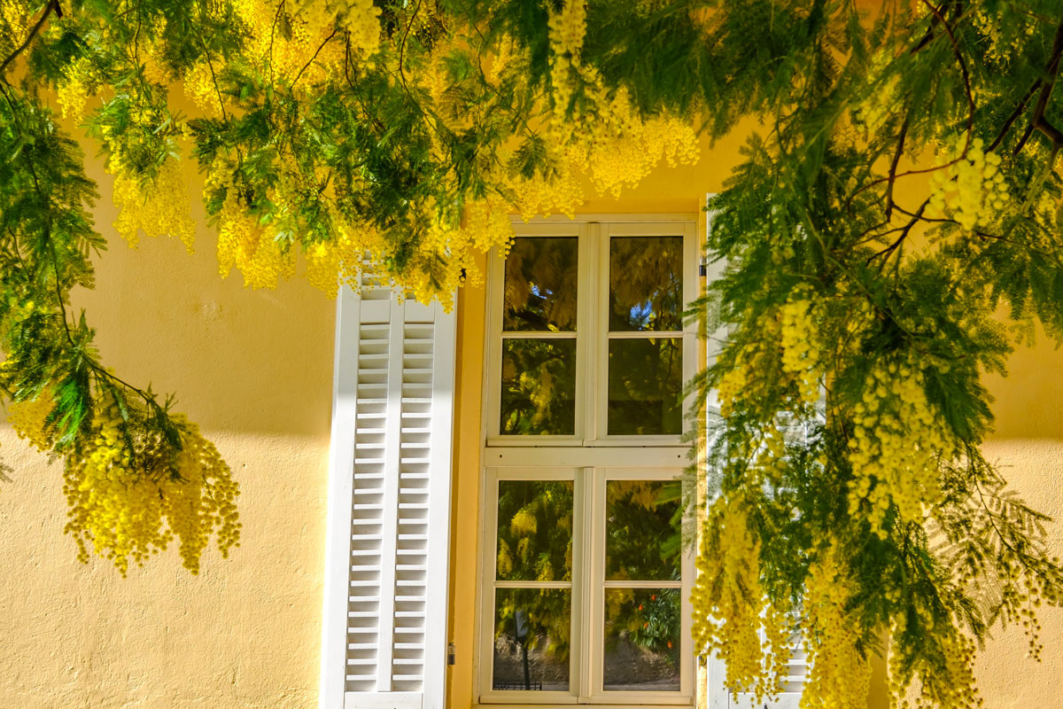 mimosa, coltivazione pianta giardino.