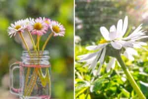come-coltivare-le-margherite