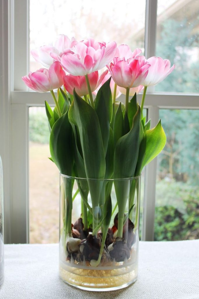 bulbi primaverili in vaso di vetro