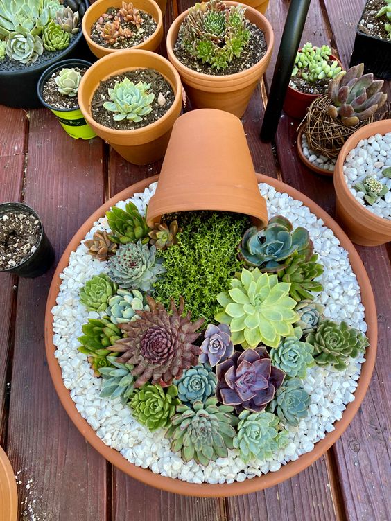 Mini giardini creativi con le piantine grasse: 7 splendide idee per  ispirarsi