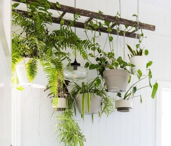 Una vecchia scala di legno è perfetta per appendere le piante al soffitto - foto da TheChicFarmerette