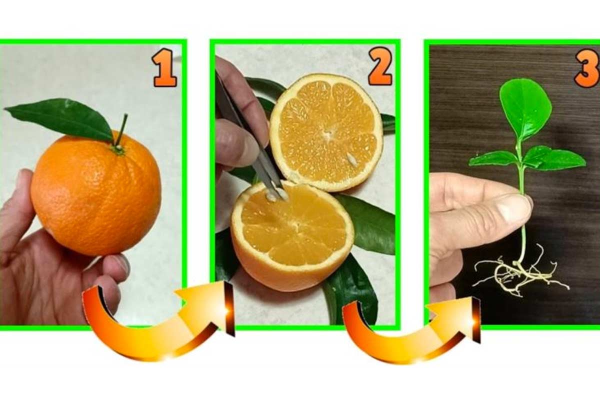 Come far nascere una pianta da un’arancia