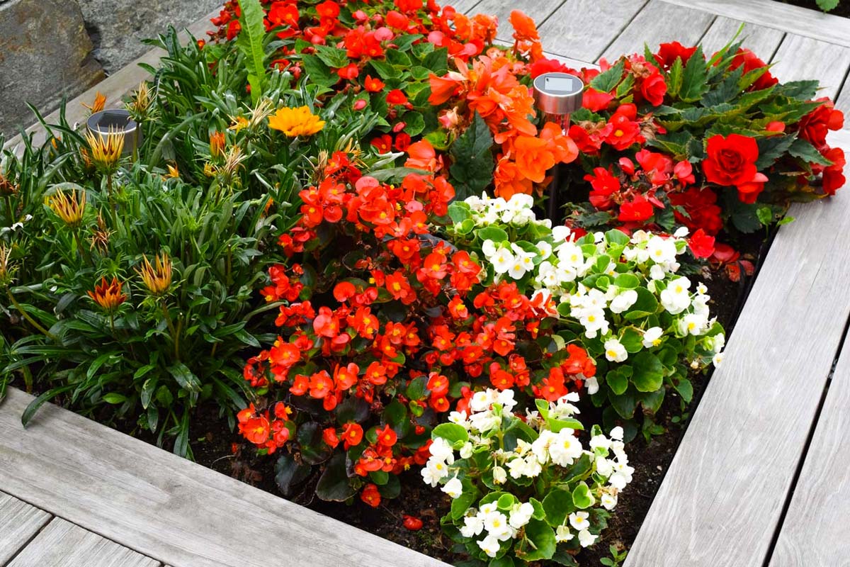 Fresie, Begonie, Crochi: tingiamo il nostro giardino o balcone di un giallo, rosso, rosa e bianco