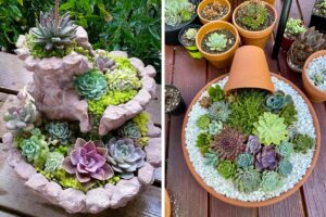 Mini giardini creativi con le piantine grasse: 7 splendide idee per ispirarsi Mini-giardini-creativi-con-le-piantine-grasse