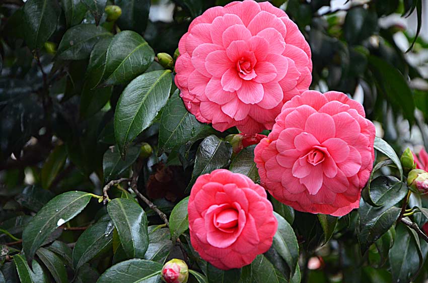 camelia per un giardino colorato