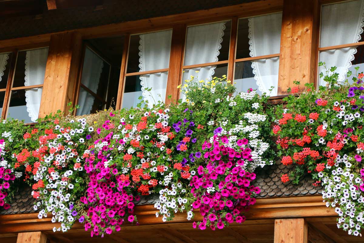 gerani balcone primavera