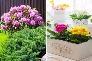 Quali fiori piantare in primavera per colorare giardino e balcone? Lasciatevi incantare fiori da piantare in primavera per colorare giardino e balcone