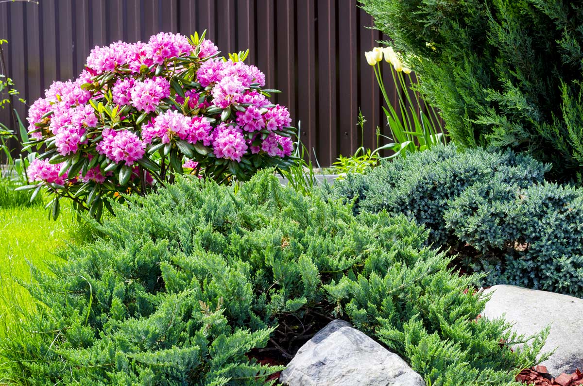 Le coloratissime azalee per abbellire il giardino.