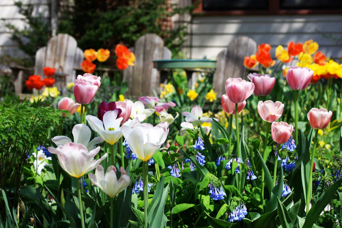 fiori da piantare in primavera per colorare giardino e balcone