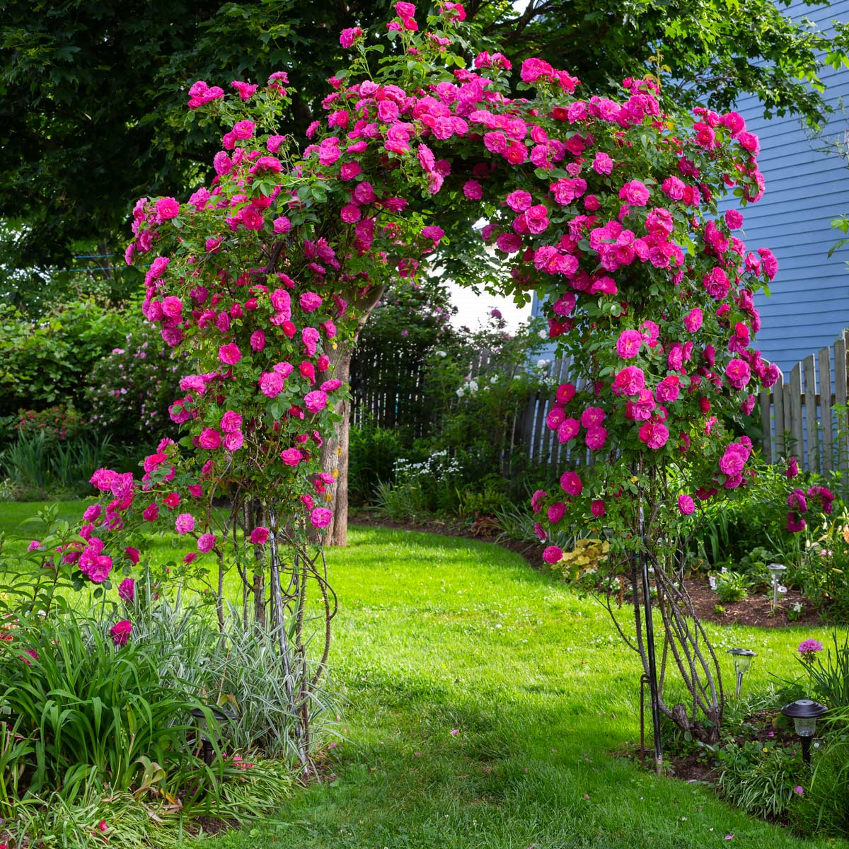 Accogliere la primavera con un arco fiorito in giardino