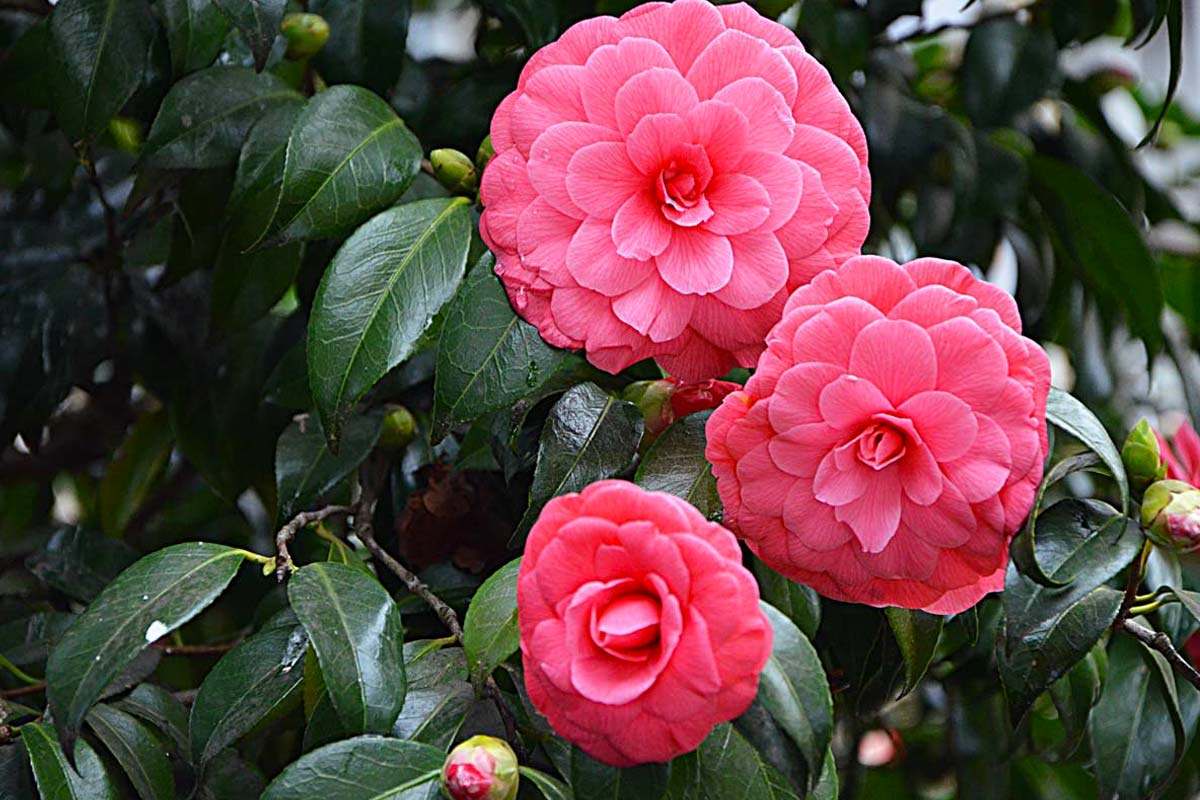 Camelia pianta da giardino.