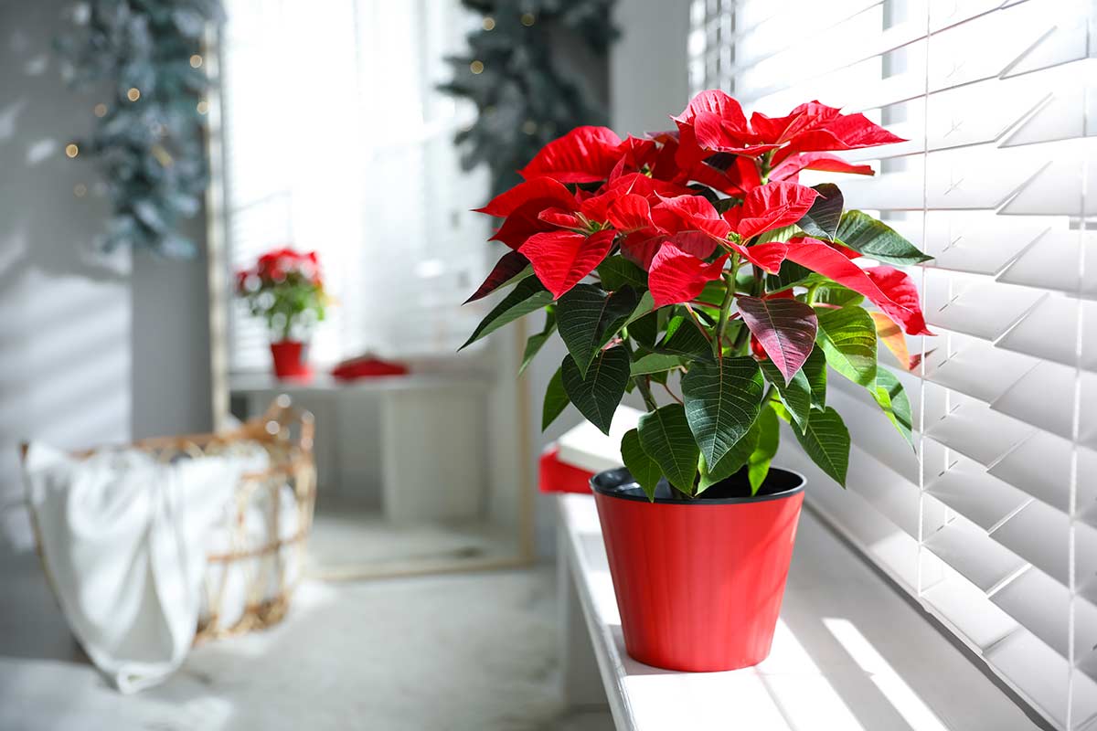 Come curare la Stella di Natale per una splendida fioritura in primavera.