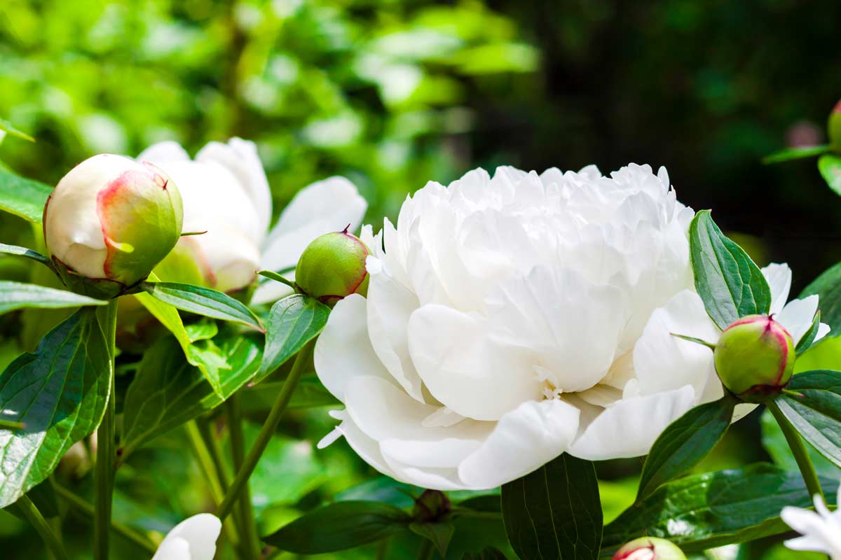 piante dai fiori bianchi per un giardino elegante