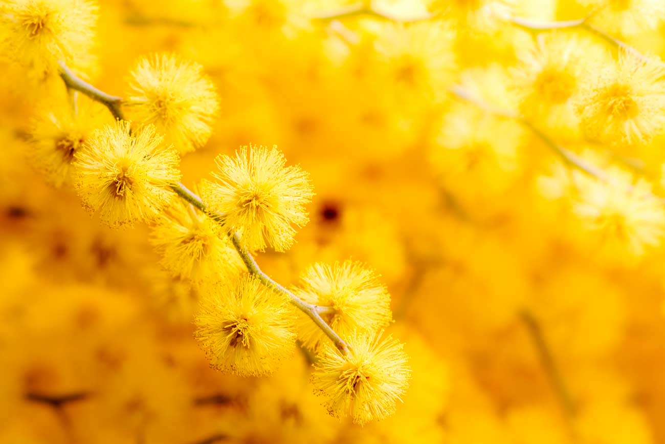 La talea della mimosa.