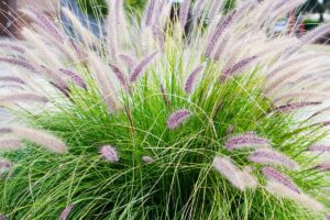 Piantare le graminacee: scopriamo quelle più decorative per un giardino meraviglioso Graminacee ornamentali.