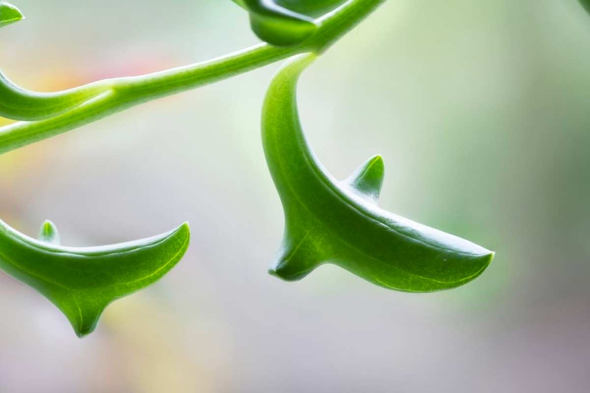 Senecio Peregrinus o pianta dei delfini.