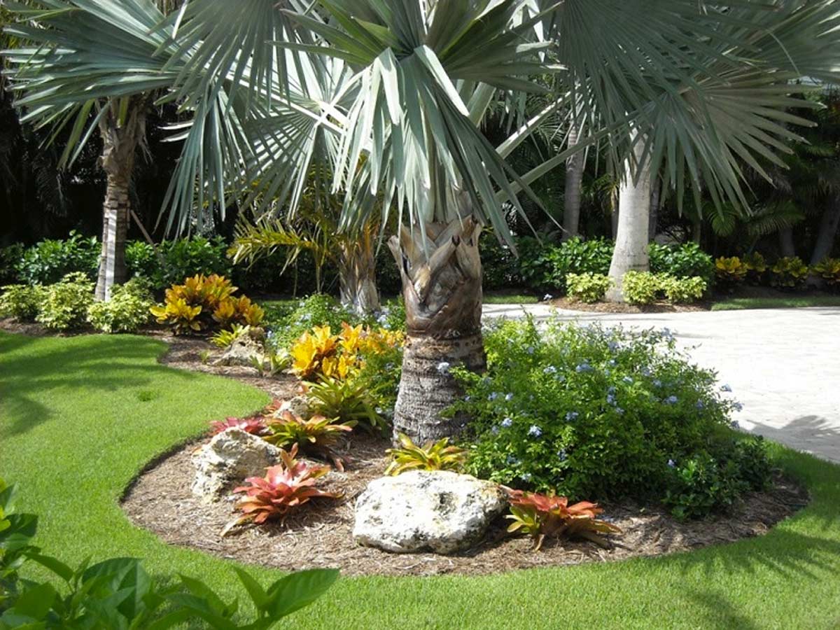 Abbellire il giardino con le palme.